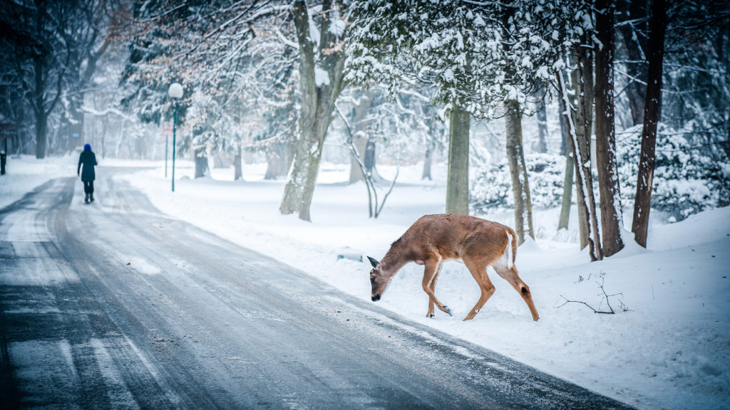 deer on snowy winter road